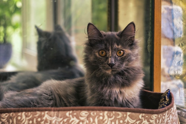 Schattige grijze kat ligt in de wieg