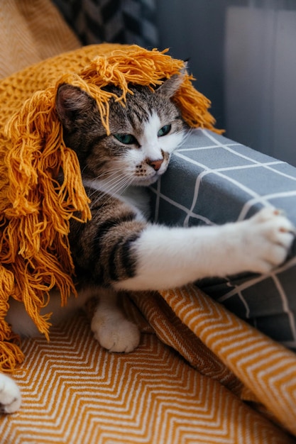 Schattige grijze kat ligt op een fauteuil in een oranje deken