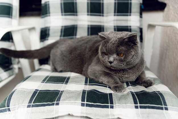 schattige grijze kat van het Schotse ras portret van een kat die rusten