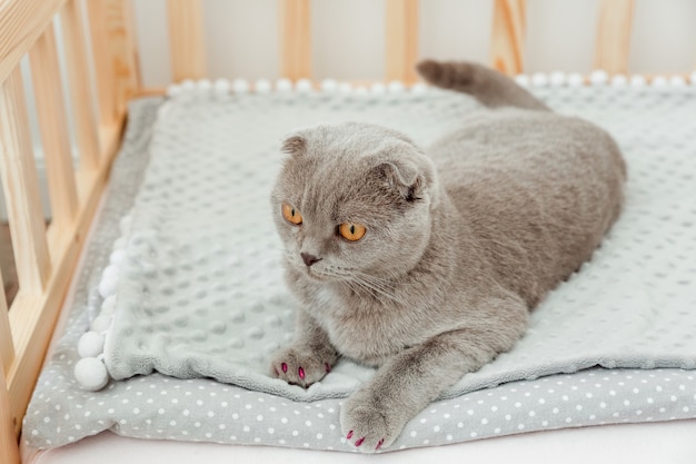 Schattige grijze Schotse vouwkat met roze siliconen doppen op de kattenklauwen Beschermende meubels