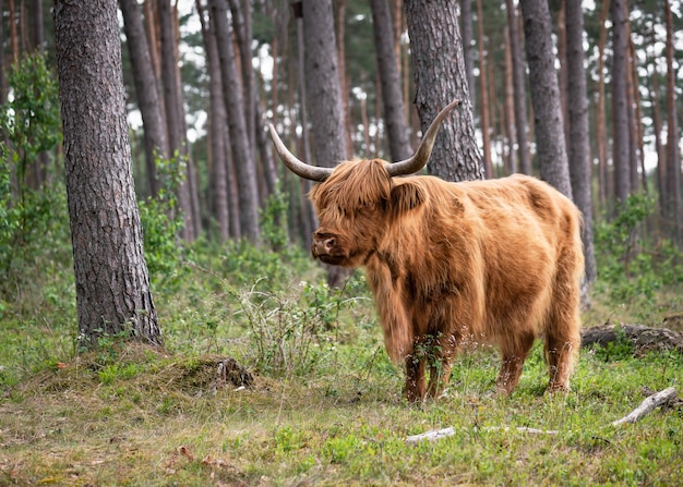 schattige grote bruine Schotse hoogland wilde koe met lange hoorns in het bos