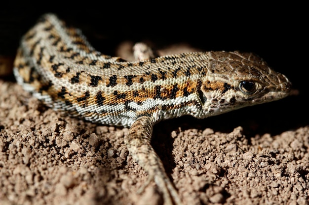 Schattige hagedis in de natuur close-up