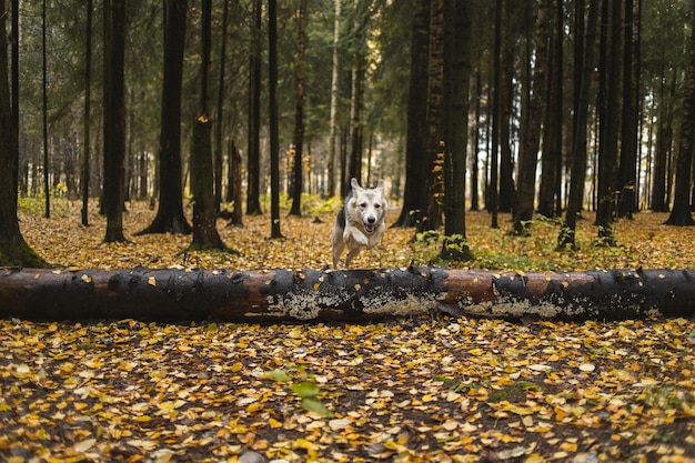 Foto schattige herdershond aan het wandelen