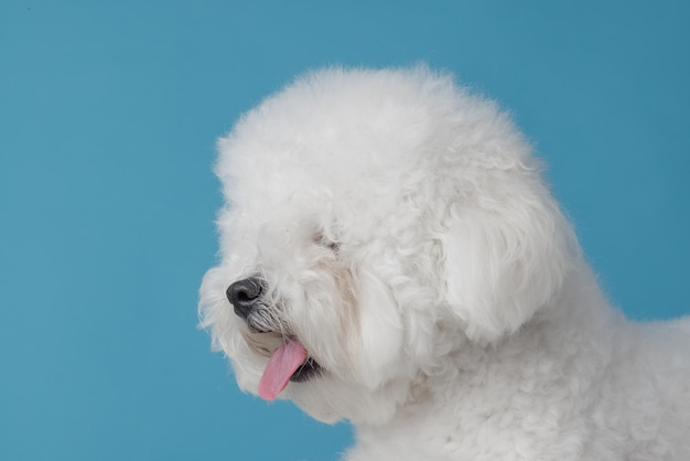 Schattige hond bichon frise op een platte blauwe achtergrond bichon frise close-up