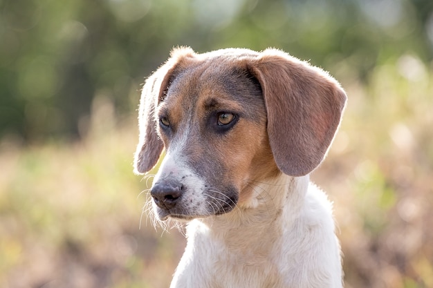 Schattige hond buitenshuis