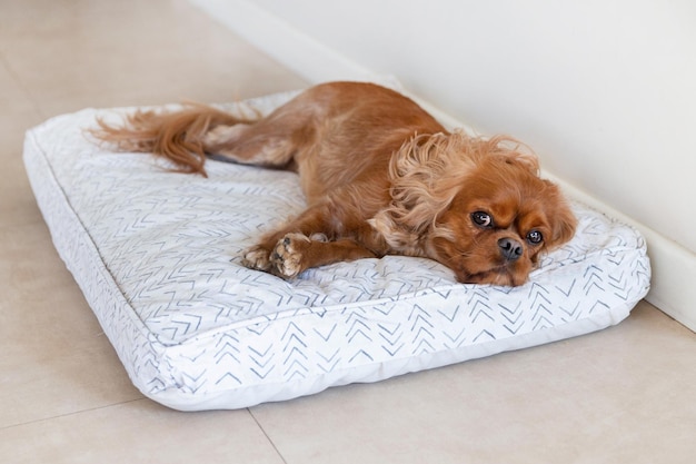 Schattige hond cavalier spaniel rustend op zijn comfortabele beddengoed