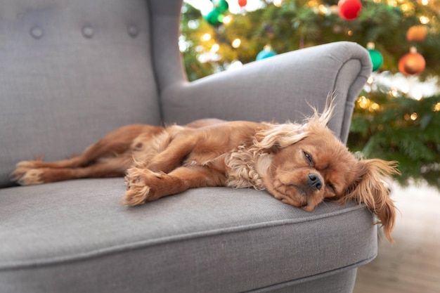 Schattige hond dutten op de fauteuil met kerstboom op een achtergrond