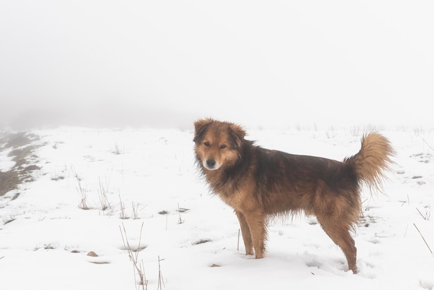 Schattige hond in de sneeuw