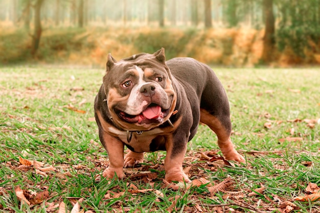 Schattige hond in het park in de zomer