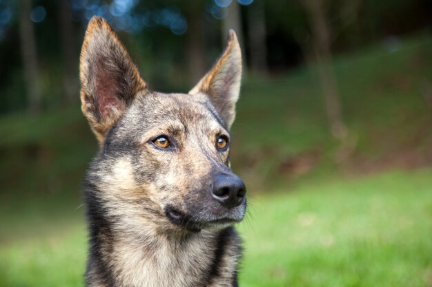 Schattige hond in het park