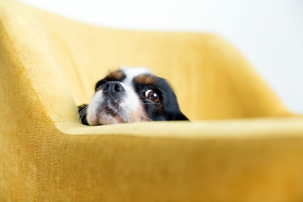 Schattige hond leunt hoofd op de fauteuil