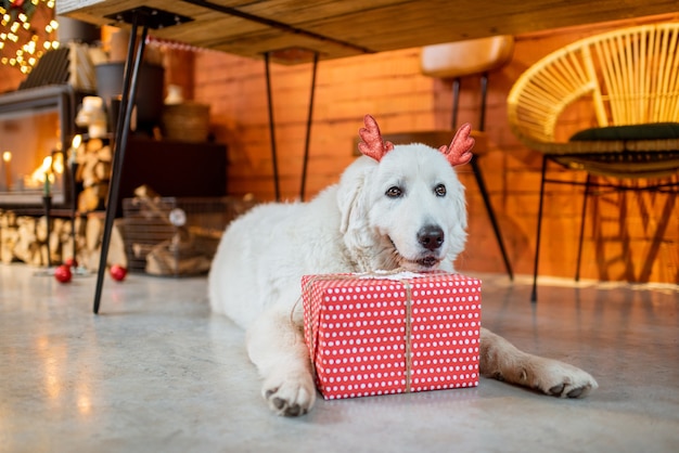 Foto schattige hond met een cadeau tijdens de nieuwjaarsvakantie thuis