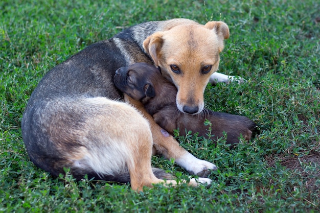 Schattige hond met een kleine pup spelen in het gras