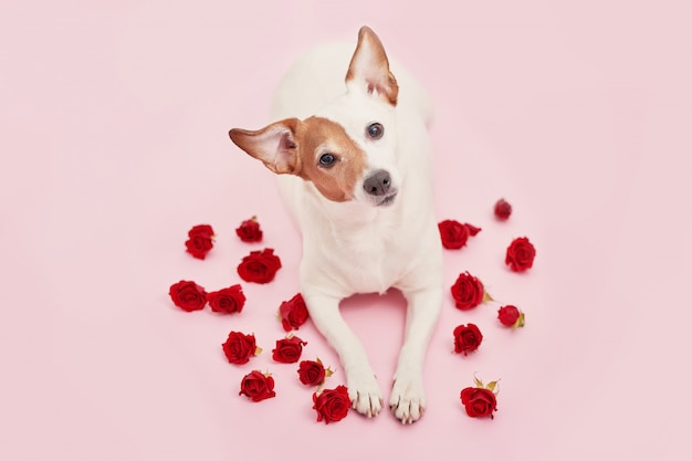 Schattige hond met rode rozen voor Valentijnsdag