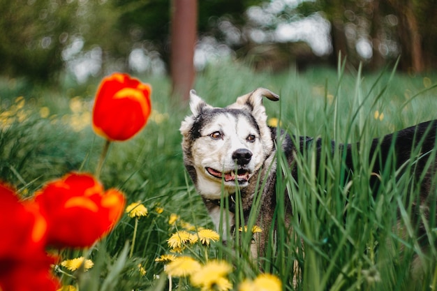 schattige hond op een wandeling in bloemen in de zomer