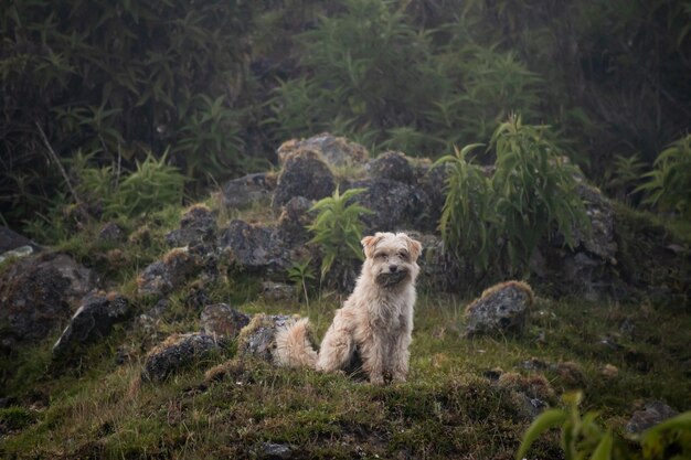 Schattige hond op een wilde heuvel