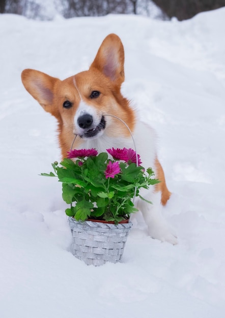 Schattige hond rode welsh corgi pembroke houdt in de mond een mand met bloemen op de sneeuw