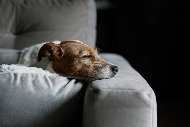 Schattige hond slaapt op de bank close-up portret