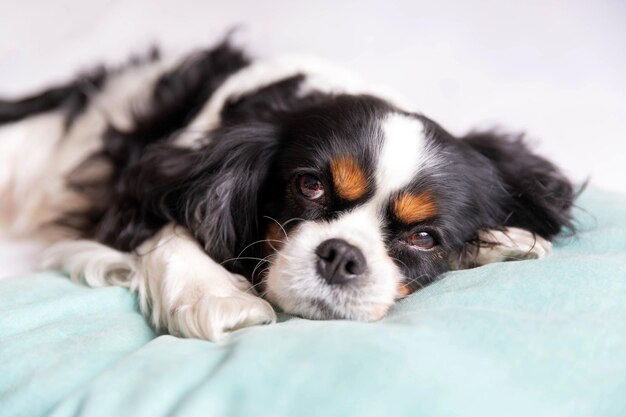 Schattige hond slapen op een blauw kussen