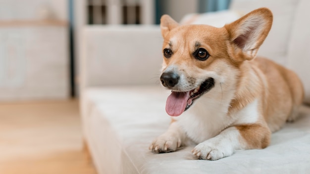 Foto schattige hond thuis op de bank