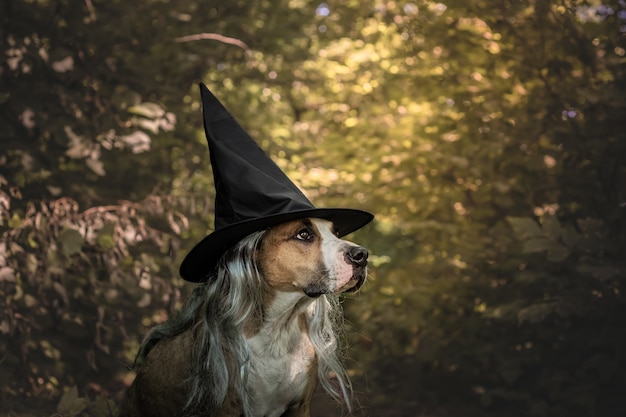 Schattige hond verkleed voor Halloween als vriendelijke bosheks. Leuke Staffordshireterriër in kostuum van hoed en grijs haar op natuurlijke herfst bosachtergrond