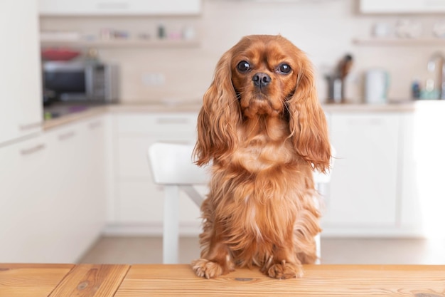 Schattige hond zit achter de keukentafel