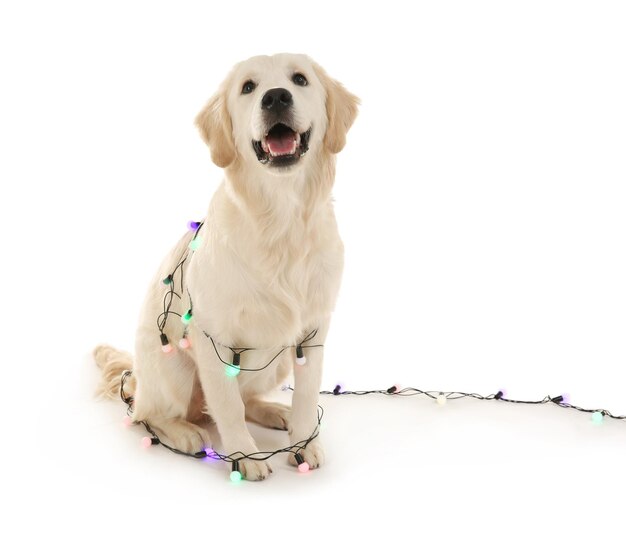 Schattige hond zittend met kerstverlichting op witte achtergrond