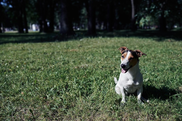 Schattige hond zittend op gazon