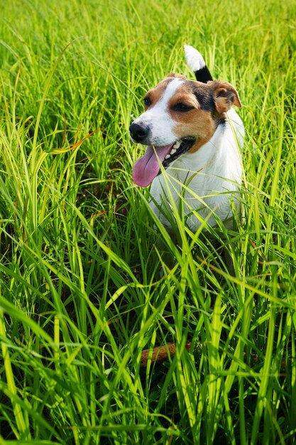 Schattige hond zwaar ademend op gras