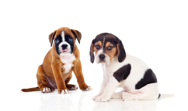 Schattige honden geïsoleerd op een witte achtergrond