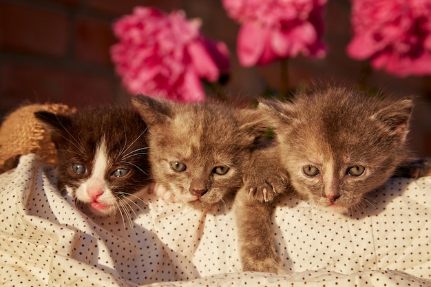 Schattige huisdieren kittens onder bloeiende pioen Schattig klein dier in de zomer Ontdekking en nieuwsgierigheid jeugd Zomer esthetische achtergrond