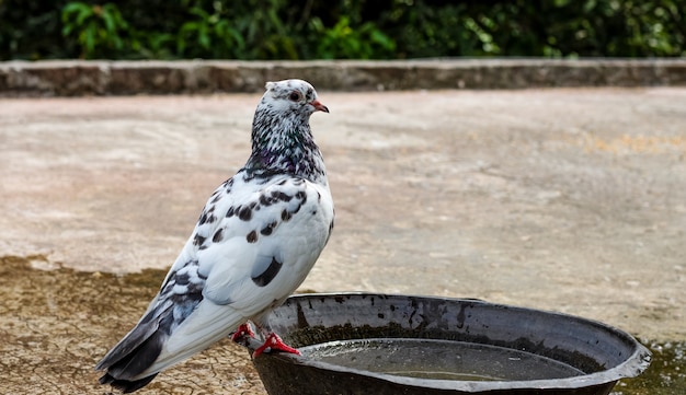 Schattige huisduif die op een koperen kom staat om water te drinken