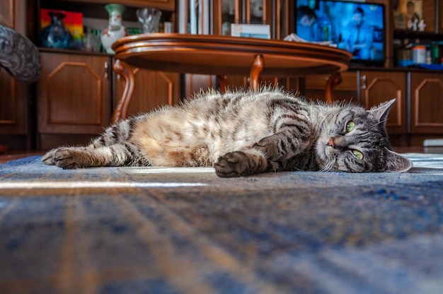 Schattige huiskat ligt op zijn zij op tapijt te ontspannen