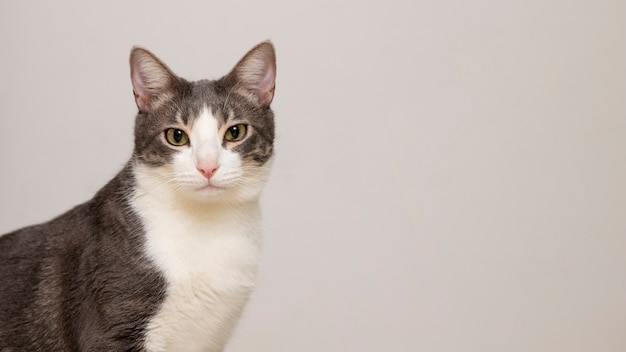 Foto schattige huiskat met kopieerruimte