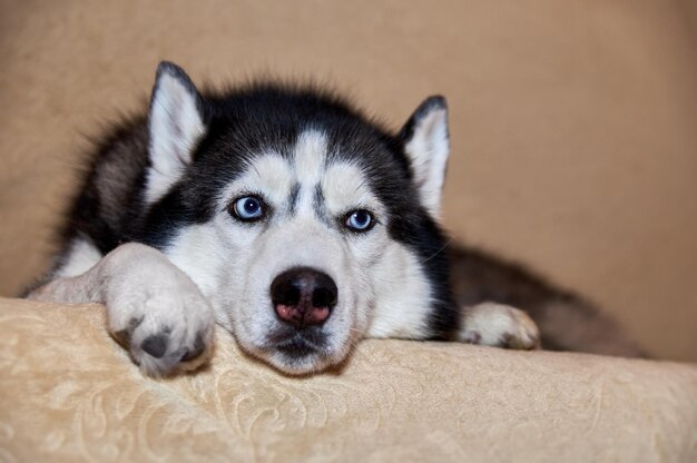 Schattige husky hond ligt op de bank. Trieste slimme hond met blauwe ogen, close-up portret.