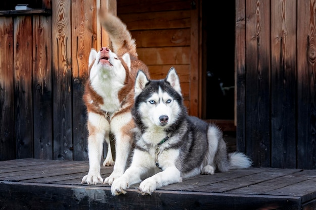 Schattige husky hond strekt zich uit op de veranda van het huis Pet 's ochtends