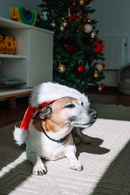 Schattige Jack Russell Terrier-hond in kerstmuts op witte deken dramatische schaduwen