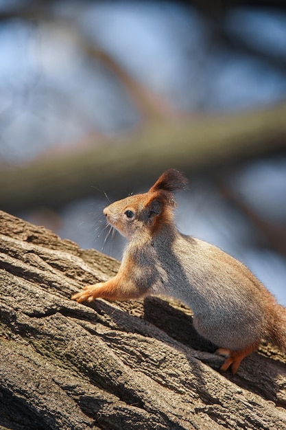 Schattige jonge eekhoorn op boom met uitgestoken poot tegen wazig winterbos op de achtergrond