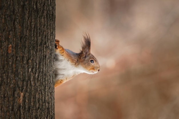 Schattige jonge eekhoorn op boom met uitgestoken poot tegen wazig winterbos op de achtergrond