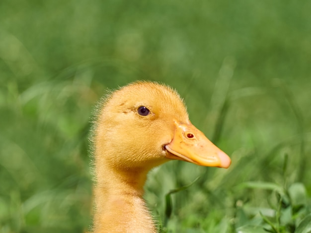 Schattige jonge eendje op een natuurlijke.