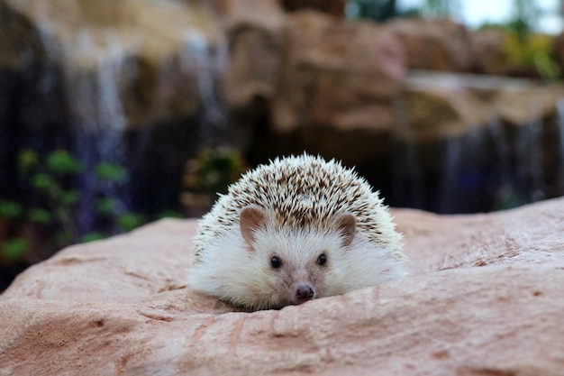 Schattige jonge egel op de rots met water vallen achtergrond. Zachte focus. Dier en natuur concept.