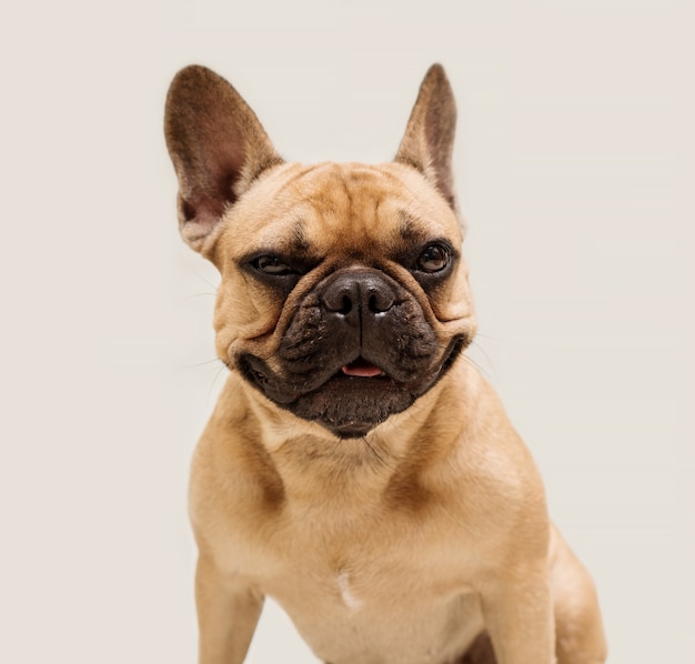 Schattige jonge Franse Bulldog in beige kleur. Close-up portret van een hond