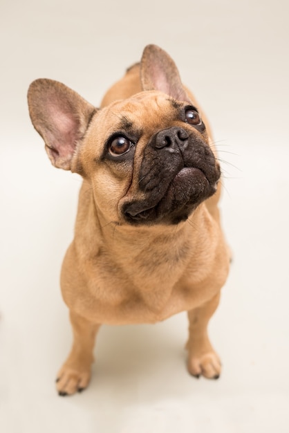 Schattige jonge Franse Bulldog in beige kleur. Close-up portret van een hond