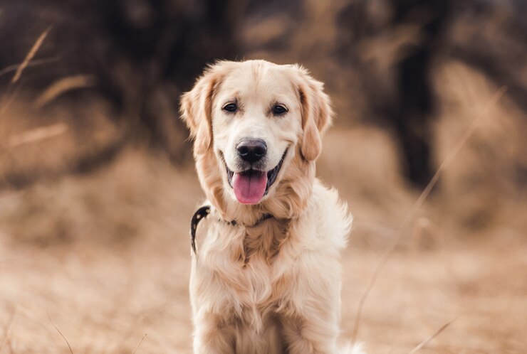 Foto schattige jonge hond op aard achtergrond
