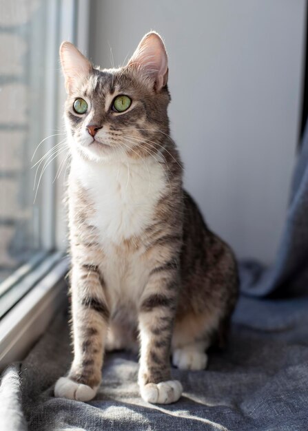 Schattige jonge kat zit op de vensterbank bij het raam en kijkt aandachtig in de verte