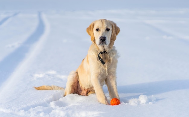 Schattige jonge retriever hond met bal zittend op schone sneeuw