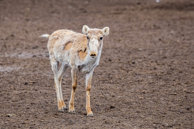 Schattige jonge saiga-antilope of saiga-tatarica tijdens rui