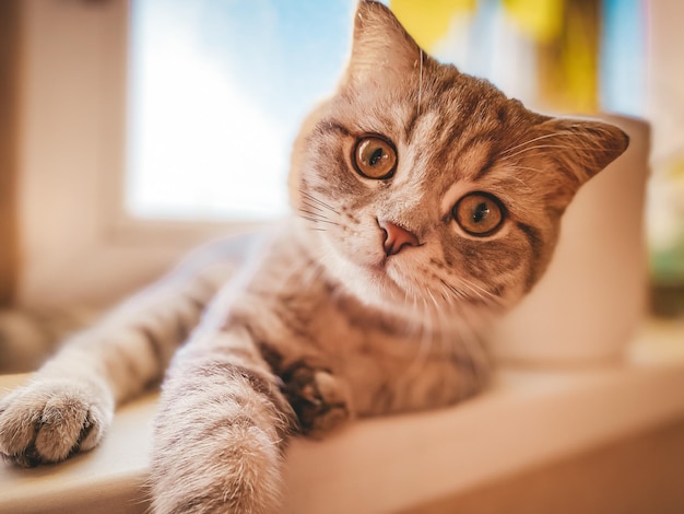 Schattige jonge schotse kat close-up schotse rechte kat