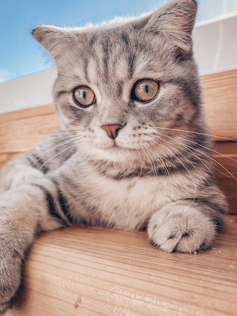 Schattige jonge Schotse kat close-up