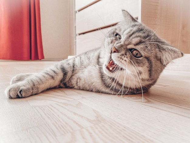 Schattige jonge Schotse kat close-up